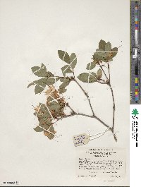 Rhododendron arborescens image