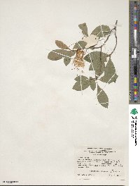 Rhododendron arborescens image