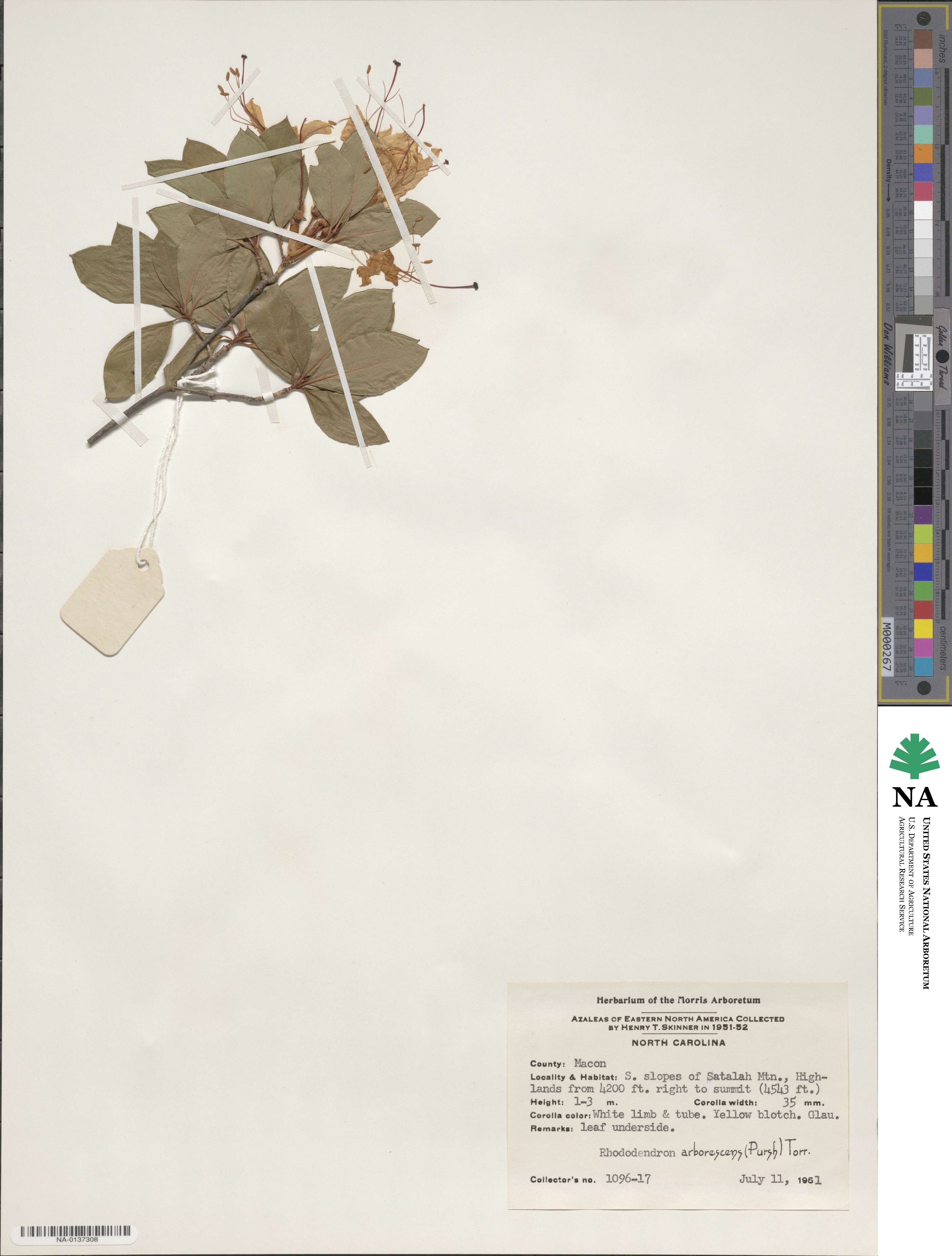 Rhododendron arborescens image
