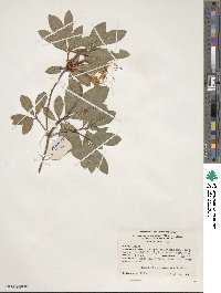 Rhododendron arborescens image