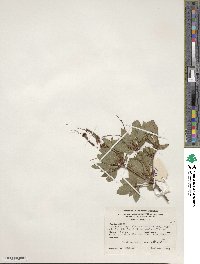 Rhododendron arborescens image
