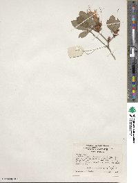 Rhododendron arborescens image