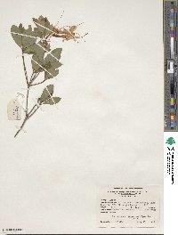 Rhododendron arborescens image