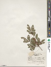 Rhododendron arborescens image