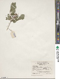 Rhododendron arborescens image