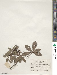 Rhododendron arborescens image