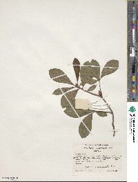 Rhododendron arborescens image