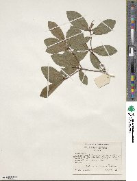 Rhododendron arborescens image