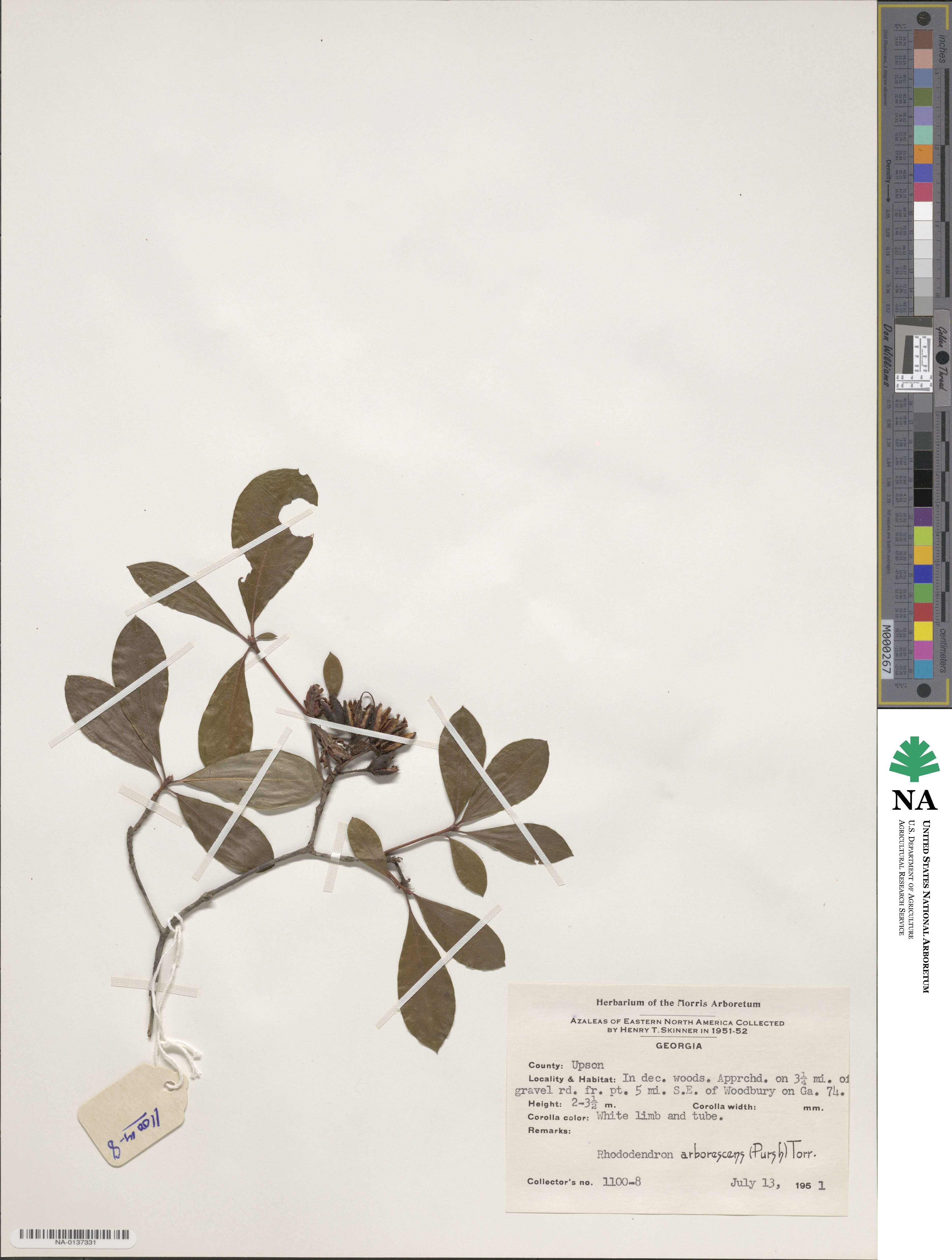 Rhododendron arborescens image