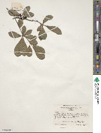 Rhododendron arborescens image