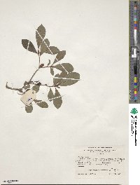 Rhododendron arborescens image