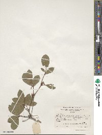 Rhododendron arborescens image