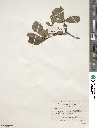 Rhododendron arborescens image