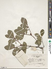 Rhododendron arborescens image