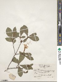 Rhododendron arborescens image