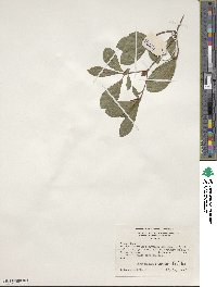 Rhododendron arborescens image