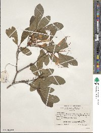 Rhododendron arborescens image