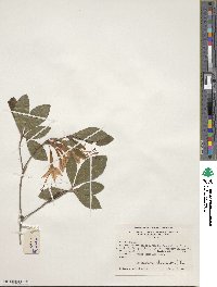 Rhododendron arborescens image