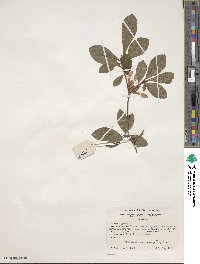 Rhododendron arborescens image