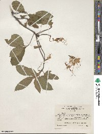 Rhododendron arborescens image