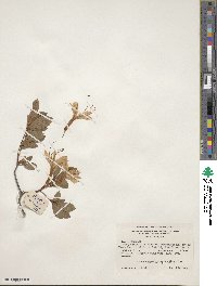 Rhododendron arborescens image