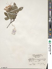 Rhododendron arborescens image