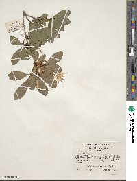 Rhododendron arborescens image