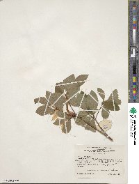 Rhododendron arborescens image