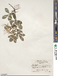 Rhododendron arborescens image