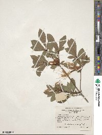 Rhododendron arborescens image