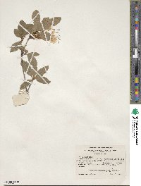 Rhododendron arborescens image