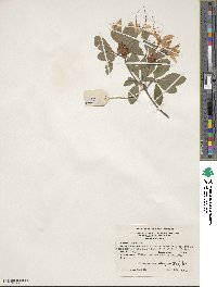 Rhododendron arborescens image