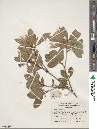 Rhododendron arborescens image