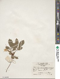 Rhododendron arborescens image