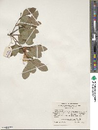 Rhododendron arborescens image