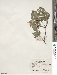 Rhododendron arborescens image