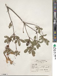 Rhododendron arborescens image