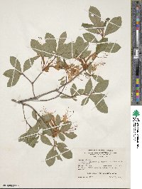 Rhododendron arborescens image