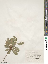 Rhododendron arborescens image
