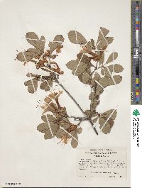 Rhododendron arborescens image