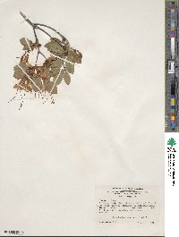 Rhododendron arborescens image