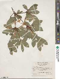 Rhododendron arborescens image