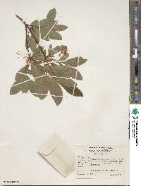 Rhododendron arborescens image