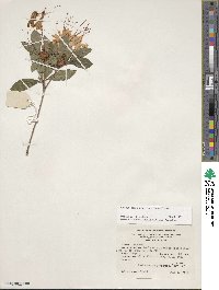 Rhododendron arborescens image