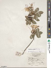 Rhododendron arborescens image