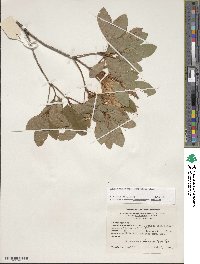 Rhododendron arborescens image