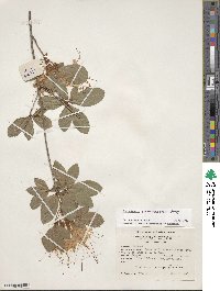 Rhododendron arborescens image