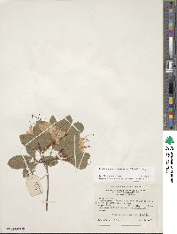 Rhododendron arborescens image