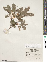 Rhododendron arborescens image