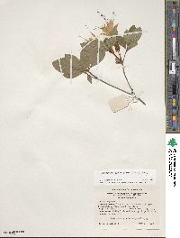 Rhododendron arborescens image
